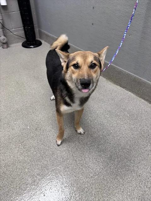 Shelter Stray Male Dog last seen Near BLOCK E CAREY AVE, NORTH LAS VEGAS NV 89030, 655 N Mojave Rd, Las Vegas, NV 89101, USA