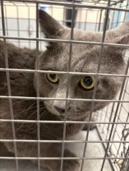 Shelter Stray Male Cat last seen Near BLOCK S NELLIS BLVD, LAS VEGAS NV 89121, 655 N Mojave Rd, Las Vegas, NV 89101, USA