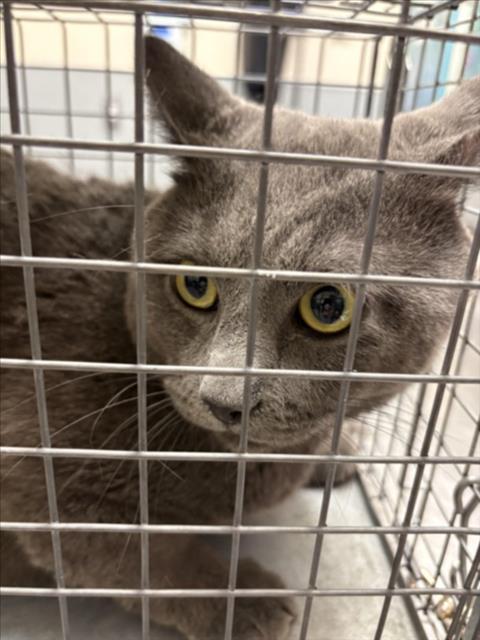Shelter Stray Male Cat last seen Near BLOCK S NELLIS BLVD, LAS VEGAS NV 89121, 655 N Mojave Rd, Las Vegas, NV 89101, USA
