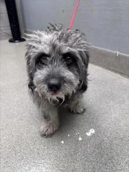 Shelter Stray Male Dog last seen Near BLOCK GLENDALE AVE, NORTH LAS VEGAS NV 89030, 655 N Mojave Rd, Las Vegas, NV 89101, USA