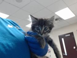 Shelter Stray Male Cat last seen Near BLOCK LAMURE DR, FAYETTEVILLE NC 28311, 4704 Corporation Dr, Fayetteville, NC 28306, USA