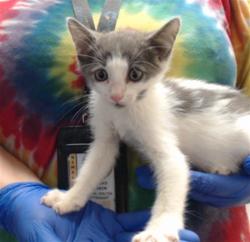Shelter Stray Female Cat last seen Near BLOCK LAMURE DR, FAYETTEVILLE NC 28311, 4704 Corporation Dr, Fayetteville, NC 28306, USA