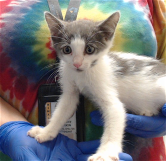 Shelter Stray Female Cat last seen Near BLOCK LAMURE DR, FAYETTEVILLE NC 28311, 4704 Corporation Dr, Fayetteville, NC 28306, USA