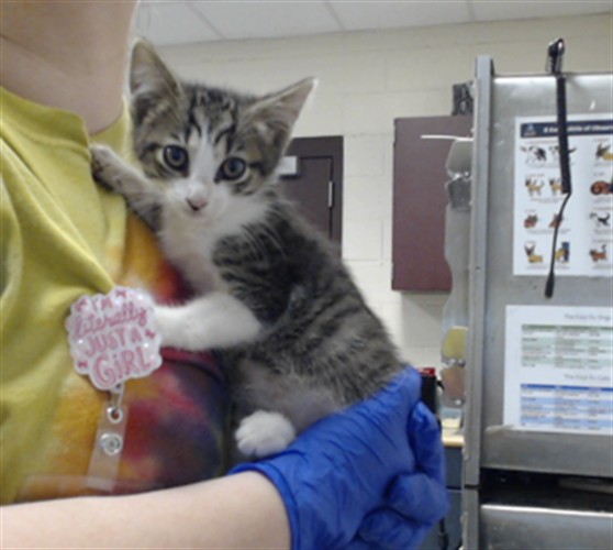 Shelter Stray Female Cat last seen Near BLOCK LAMURE DR, FAYETTEVILLE NC 28311, 4704 Corporation Dr, Fayetteville, NC 28306, USA