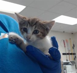 Shelter Stray Female Cat last seen Near BLOCK LAMURE DR, FAYETTEVILLE NC 28311, 4704 Corporation Dr, Fayetteville, NC 28306, USA