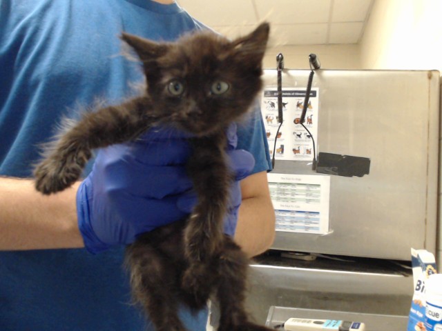 Shelter Stray Male Cat last seen Near BLOCK LAMURE DR, FAYETTEVILLE NC 28311, 4704 Corporation Dr, Fayetteville, NC 28306, USA