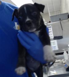 Shelter Stray Female Dog last seen Near BLOCK LIMESTONE ST, EASTOVER NC 28312, 4704 Corporation Dr, Fayetteville, NC 28306, USA