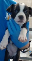 Shelter Stray Female Dog last seen Near BLOCK LIMESTONE ST, EASTOVER NC 28312, 4704 Corporation Dr, Fayetteville, NC 28306, USA