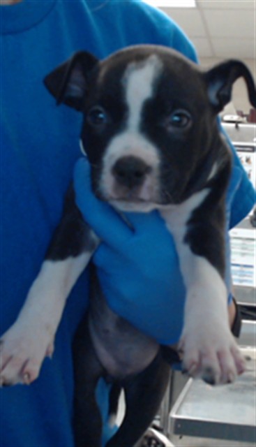 Shelter Stray Female Dog last seen Near BLOCK LIMESTONE ST, EASTOVER NC 28312, 4704 Corporation Dr, Fayetteville, NC 28306, USA