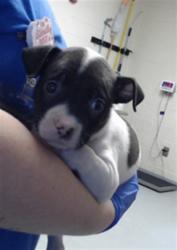 Shelter Stray Female Dog last seen Near BLOCK LIMESTONE ST, EASTOVER NC 28312, 4704 Corporation Dr, Fayetteville, NC 28306, USA
