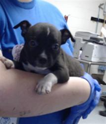 Shelter Stray Female Dog last seen Near BLOCK LIMESTONE ST, EASTOVER NC 28312, 4704 Corporation Dr, Fayetteville, NC 28306, USA