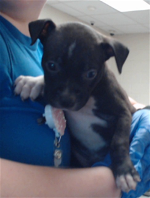 Shelter Stray Female Dog last seen Near BLOCK LIMESTONE ST, EASTOVER NC 28312, 4704 Corporation Dr, Fayetteville, NC 28306, USA