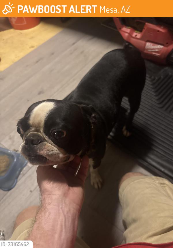 Found/Stray Female Dog last seen MCKELLIPS/Hobson, Mesa, AZ 85203
