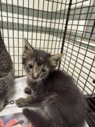 Shelter Stray Female Cat last seen , 14409 Vanowen St, Van Nuys, CA 91405, USA