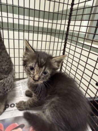 Shelter Stray Female Cat last seen , 14409 Vanowen St, Van Nuys, CA 91405, USA