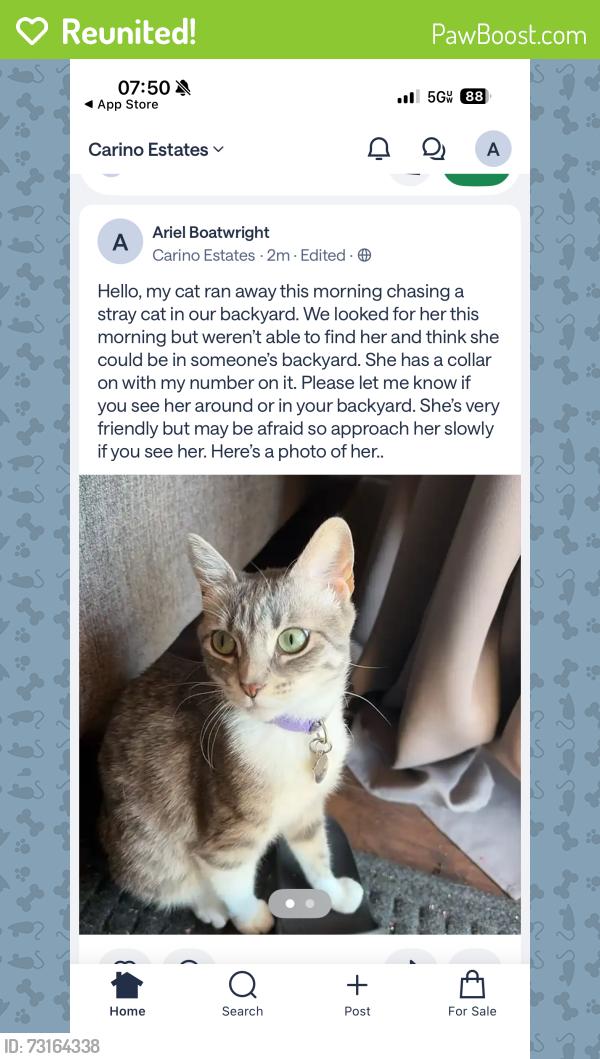 Reunited Female Cat last seen Ryan road and Alma school, Chandler, AZ 85286