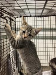 Shelter Stray Female Cat last seen , 14409 Vanowen St, Van Nuys, CA 91405, USA