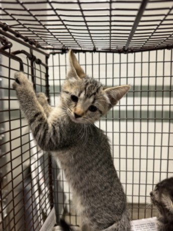 Shelter Stray Female Cat last seen , 14409 Vanowen St, Van Nuys, CA 91405, USA