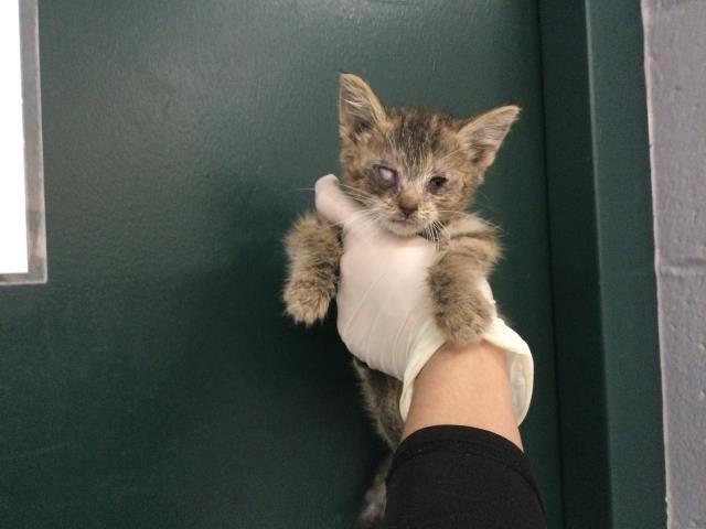 Shelter Stray Female Cat last seen Near BLOCK S GRANBY AVE, INDIO, CA, 72050 Pet Land Pl, Thousand Palms, CA 92276, USA