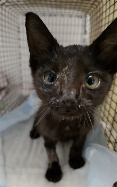 Shelter Stray Female Cat last seen Near BLOCK W MCNAB RD, POMPANO BEACH FL 33069, 2400 SW 42nd St, Fort Lauderdale, FL 33312, USA