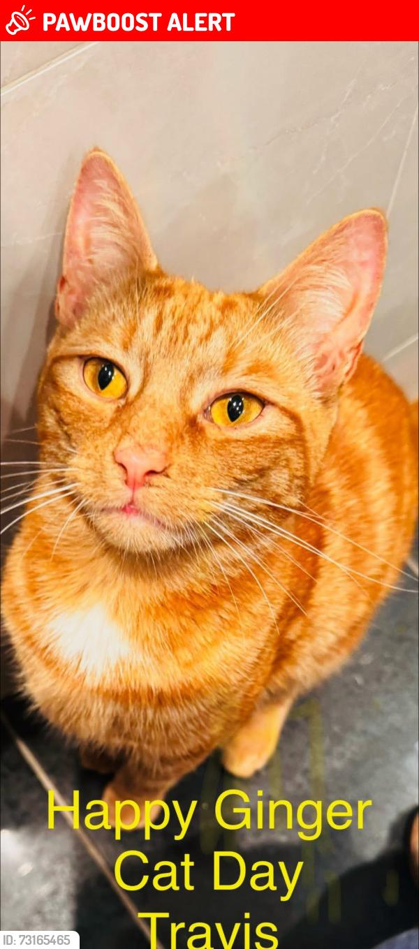 Lost Male Cat last seen Park Road Billinge Higher end, Billinge, England WN5 7JS
