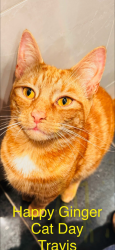 Lost Male Cat last seen Park Road Billinge Higher end, Billinge, England WN5 7JS