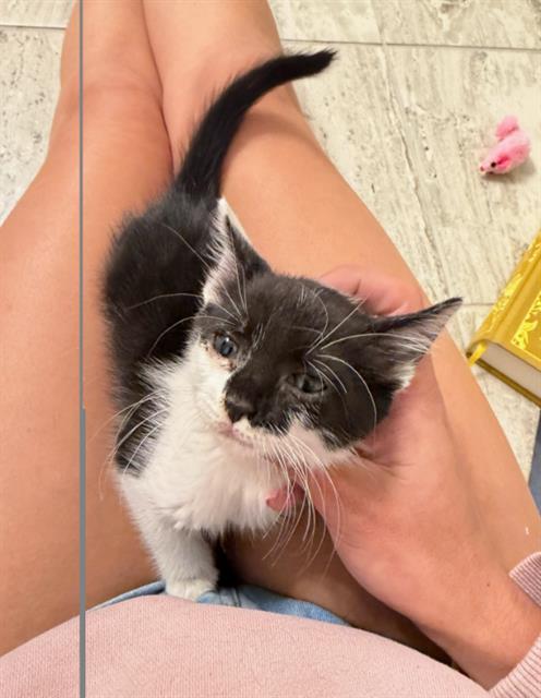 Shelter Stray Female Cat last seen CHARLOTTE, 8315 Byrum Dr, Charlotte, NC 28217, USA