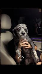 Reunited Female Dog last seen Lindsay and brown, Mesa, AZ 85213