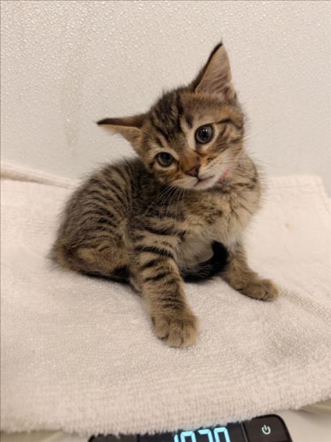 Shelter Stray Female Cat last seen MEEK AVE/SUTRO, 16 Barnes Ct, Hayward, CA 94544, USA