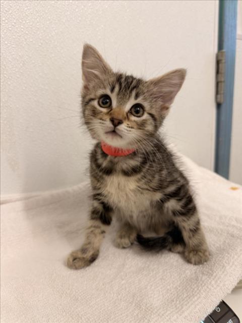 Shelter Stray Female Cat last seen MEEK AVE/SUTRO, 16 Barnes Ct, Hayward, CA 94544, USA