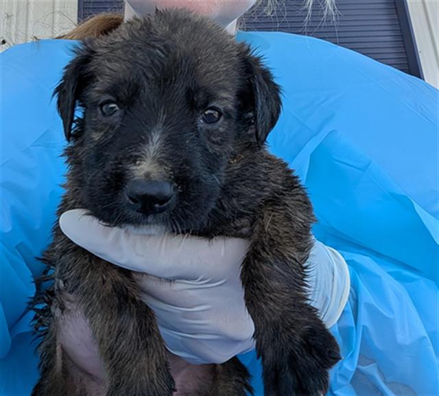 Shelter Stray Male Dog last seen Near BLOCK E BELLE TERRACE, BAKERSFIELD CA 93307, 3951 Fruitvale Ave, Bakersfield, CA 93308, USA