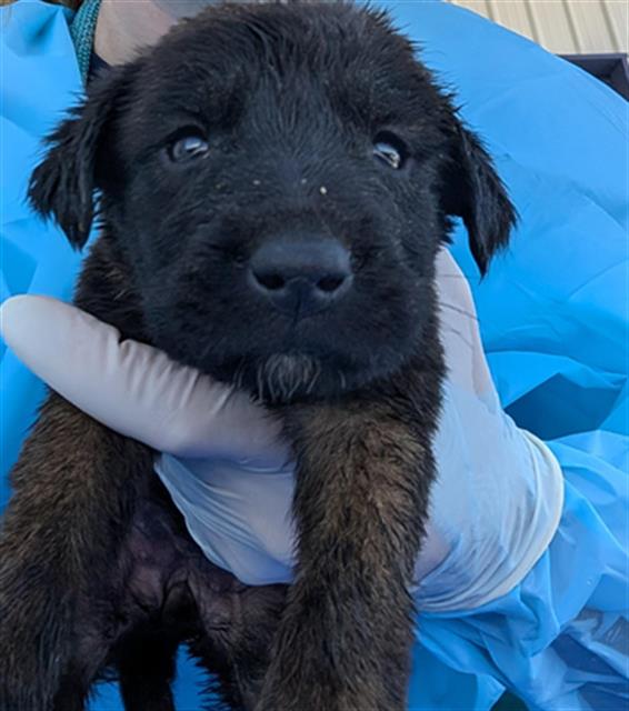 Shelter Stray Female Dog last seen Near BLOCK E BELLE TERRACE, BAKERSFIELD CA 93307, 3951 Fruitvale Ave, Bakersfield, CA 93308, USA