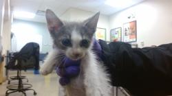 Shelter Stray Female Cat last seen FOUNTAIN BLEU, 3599 NW 79th Ave, Doral, FL 33122, USA