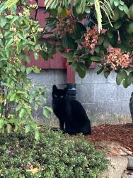 Reunited Male Cat last seen Chief Sealth Trail near S Dawson St & 24th Pl S in Beacon Hill., Seattle, WA 98108
