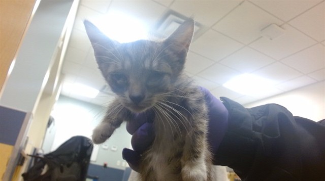 Shelter Stray Female Cat last seen FOUNTAIN BLEU, 3599 NW 79th Ave, Doral, FL 33122, USA