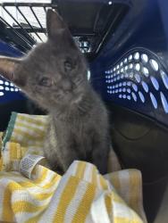 Shelter Stray Male Cat last seen Near BLOCK S UNION AVE, BAKERSFIELD CA 93307, 3951 Fruitvale Ave, Bakersfield, CA 93308, USA