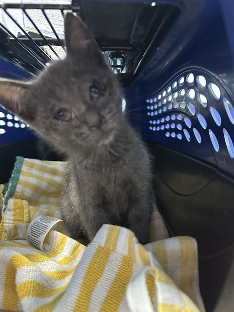 Shelter Stray Male Cat last seen Near BLOCK S UNION AVE, BAKERSFIELD CA 93307, 3951 Fruitvale Ave, Bakersfield, CA 93308, USA