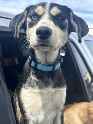 Lost Female Dog last seen West Covina, Pomona, CA 91799