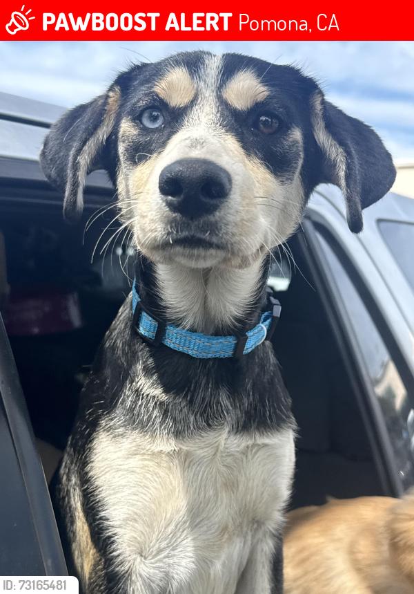 Lost Female Dog last seen West Covina, Pomona, CA 91799