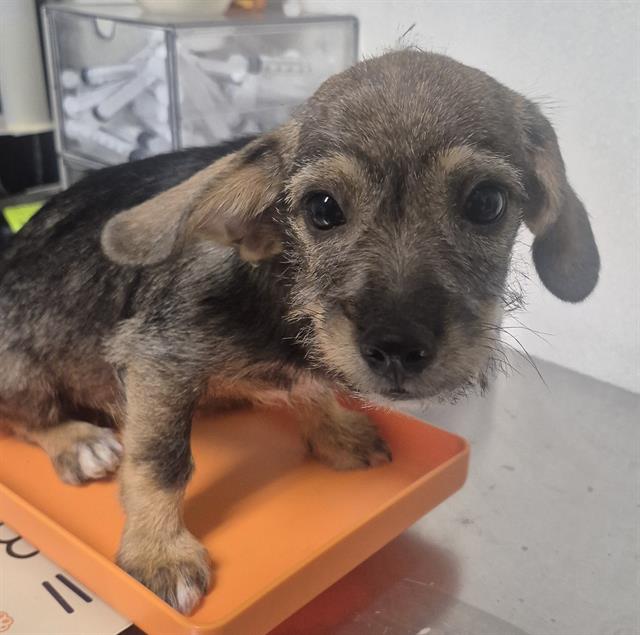 Shelter Stray Male Dog last seen Near BLOCK ETHRUM AVE, BAKERSFIELD CA 93307, 3951 Fruitvale Ave, Bakersfield, CA 93308, USA