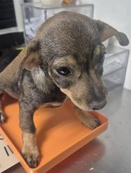 Shelter Stray Female Dog last seen Near BLOCK ETHRUM AVE, BAKERSFIELD CA 93307, 3951 Fruitvale Ave, Bakersfield, CA 93308, USA