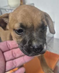 Shelter Stray Female Dog last seen Near BLOCK ETHRUM AVE, BAKERSFIELD CA 93307, 3951 Fruitvale Ave, Bakersfield, CA 93308, USA