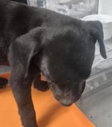 Shelter Stray Female Dog last seen Near BLOCK ETHRUM AVE, BAKERSFIELD CA 93307, 3951 Fruitvale Ave, Bakersfield, CA 93308, USA