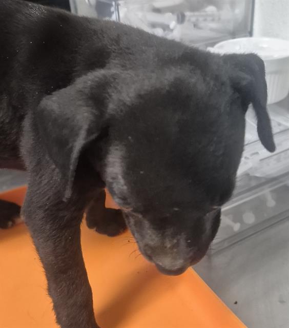 Shelter Stray Female Dog last seen Near BLOCK ETHRUM AVE, BAKERSFIELD CA 93307, 3951 Fruitvale Ave, Bakersfield, CA 93308, USA