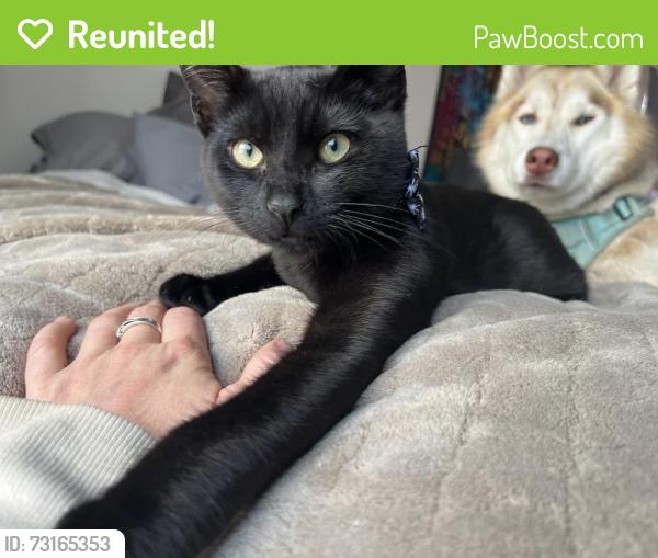 Reunited Male Cat last seen Felton, Redondo Beach, CA 90278