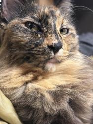 Lost Female Cat last seen On vineyard dr nearby trader joes, Templeton, CA 93465