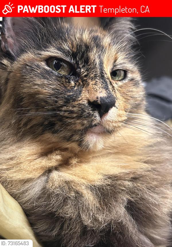 Lost Female Cat last seen On vineyard dr nearby trader joes, Templeton, CA 93465