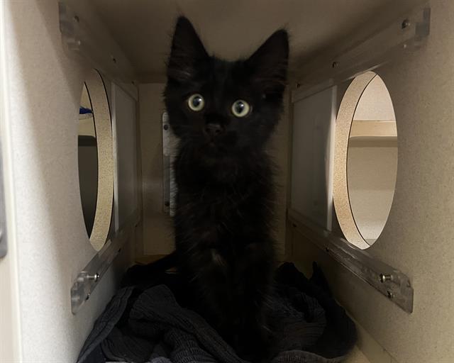 Shelter Stray Male Cat last seen Near BLOCK S PLATTE RIVER DR, DENVER CO 80223, 1241 W Bayaud Ave, Denver, CO 80223, USA