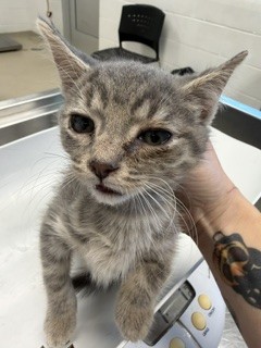 Shelter Stray Male Cat last seen GREEN LEVEL, 221 Stone Quarry Rd, Burlington, NC 27217, USA