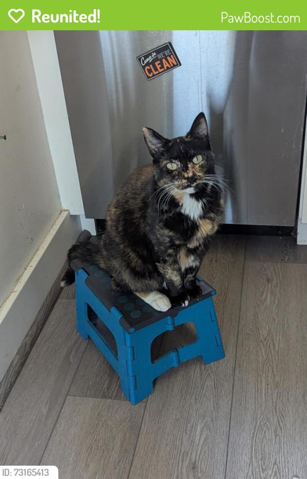 Reunited Female Cat last seen Powell & Vallejo, near Central Station, San Francisco, CA 94133